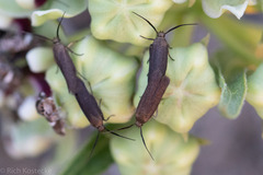 Scythris fuscicomella