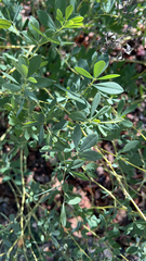 Baptisia tinctoria