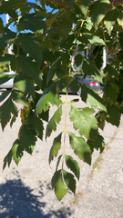 Koelreuteria paniculata