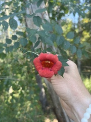 Campsis radicans