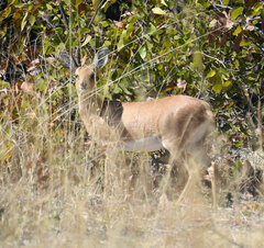 Raphicerus campestris campestris