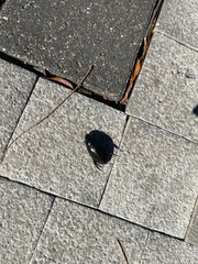 Hydrophilus triangularis