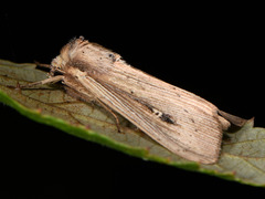 Leucania joannisi