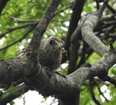 Sakesphorus canadensis