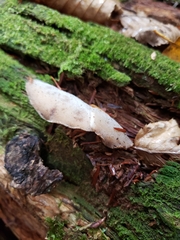 Pseudohydnum gelatinosum