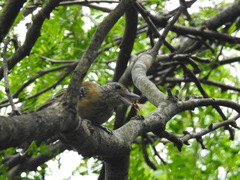 Sakesphorus canadensis