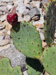 Opuntia orbiculata