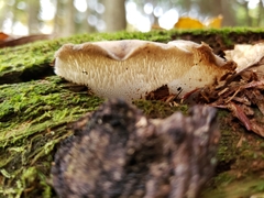 Pseudohydnum gelatinosum