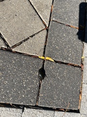 Hydrophilus triangularis