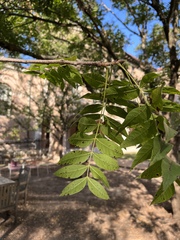 Carya illinoinensis