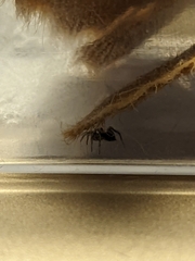 Herpyllus ecclesiasticus