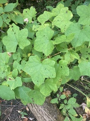 Menispermum canadense