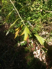 Artemisia douglasiana