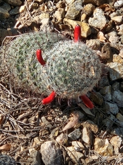 Mammillaria grahamii