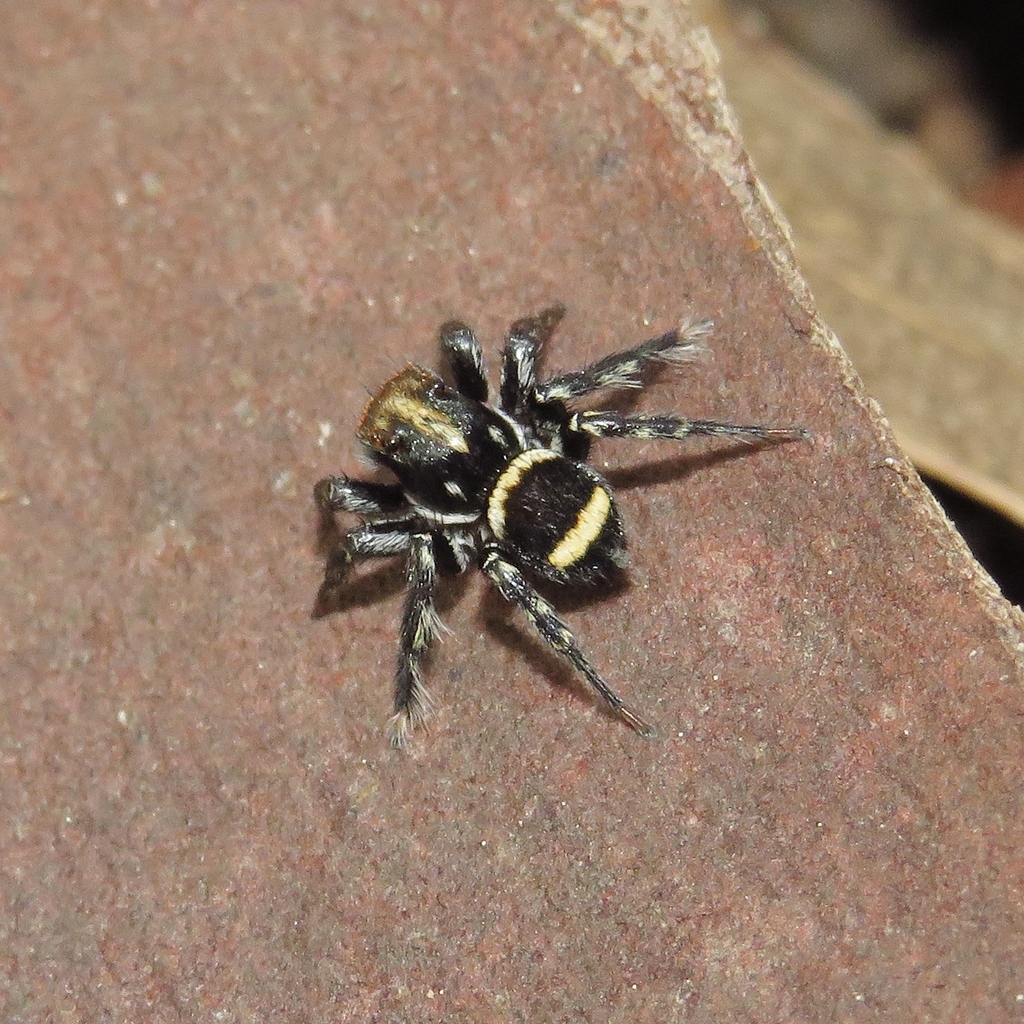 Saitis Banner-legged Jumping Spiders from Wallaga Lake NSW 2546 ...