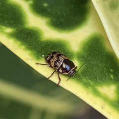 Cryptocephalus