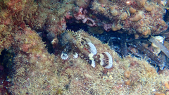 Scorpaena maderensis