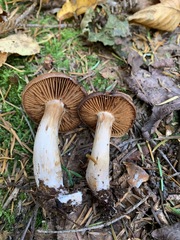 Cortinarius illuminus