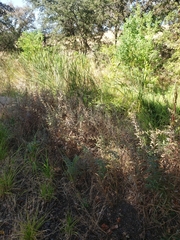 Artemisia douglasiana
