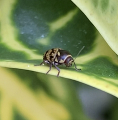 Cryptocephalus