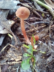 Laccaria laccata