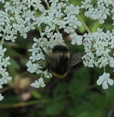 Bombus