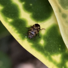 Cryptocephalus