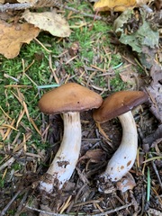 Cortinarius illuminus