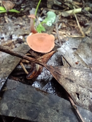 Laccaria laccata