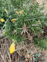 Ulex gallii