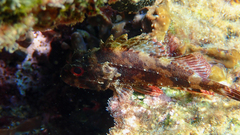 Scorpaena maderensis