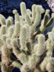 Cylindropuntia bigelovii