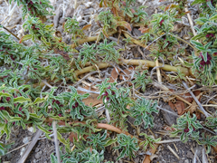Amaranthus blitoides