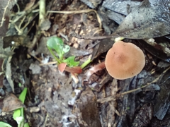 Laccaria laccata