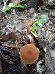 Laccaria laccata
