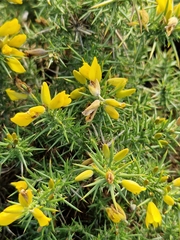 Ulex gallii
