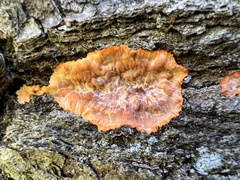 Phlebia radiata