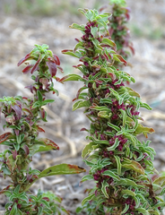 Amaranthus blitoides