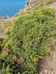 Ulex gallii