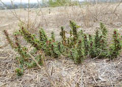 Amaranthus blitoides