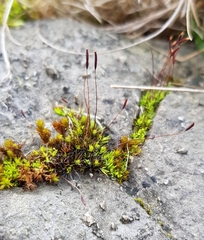 Tortula muralis muralis