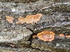 Phlebia radiata
