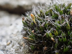 Grimmia donniana