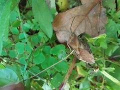 Piezogaster indecorus