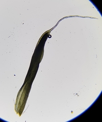 Tortula muralis muralis