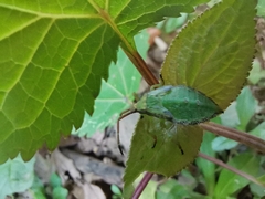 Piezogaster indecorus