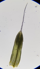 Tortula muralis muralis