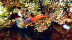 Tripterygion melanurus