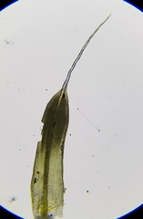 Tortula muralis muralis