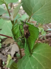 Piezogaster indecorus